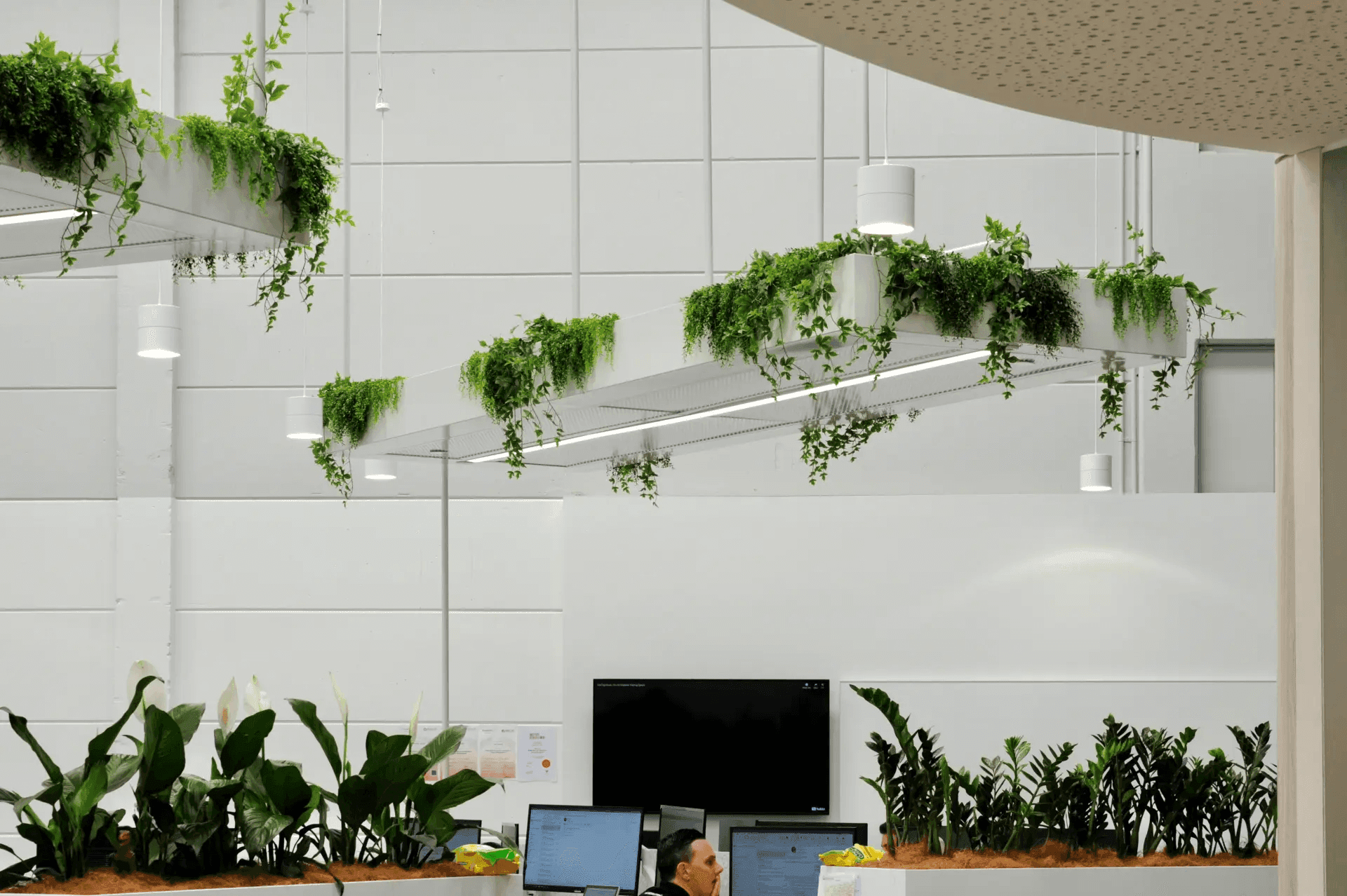 Native Indoor Plants and Green Walls
